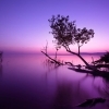 VIOLET BEAUTY
