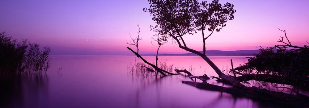 VIOLET BEAUTY