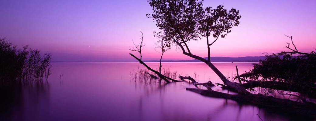 VIOLET BEAUTY